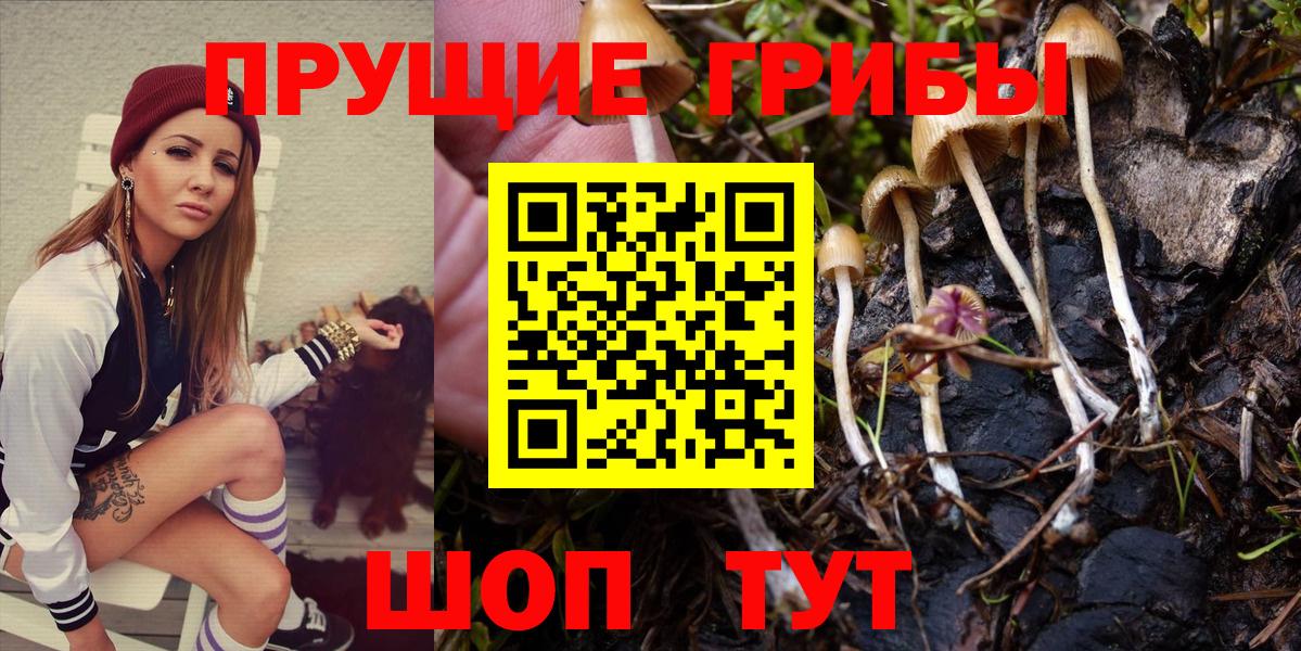 Псилоцибиновые грибы Cubensis Майский